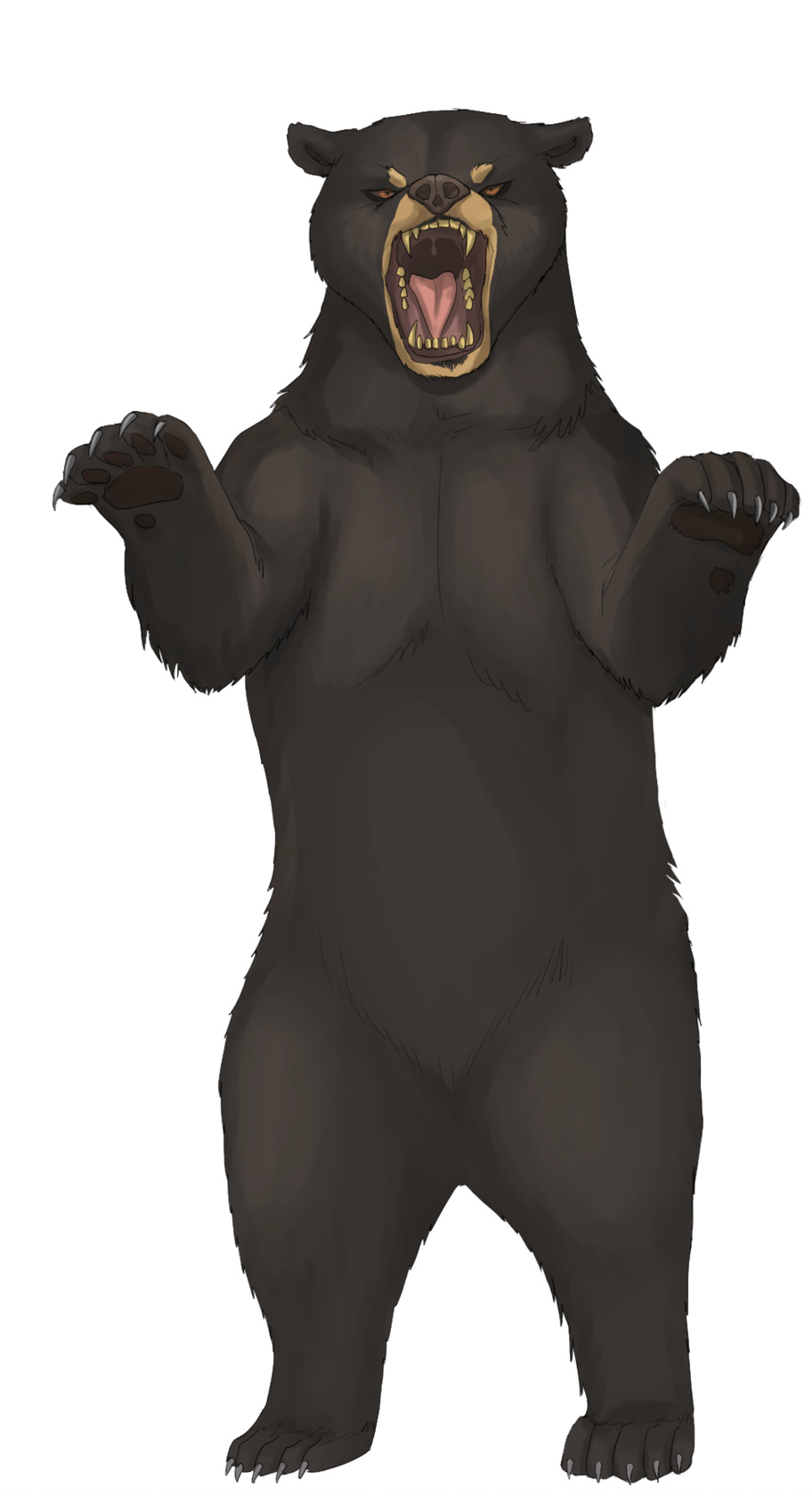Bear